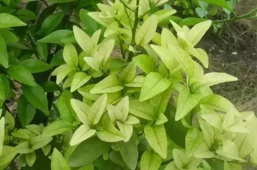 作物缺铁时该怎么选铁肥？