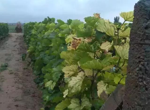 作物铁肥该怎么补充？