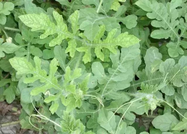 作物缺铁时该怎么选铁肥？