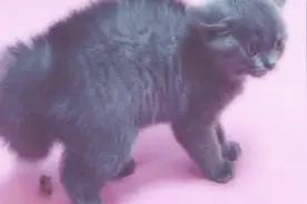 场面突然尴尬！两喵对阵，结果这只猫咪吓得便便都出来了 ……视频封面