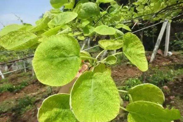 浣滅墿缂洪搧鏈変粈涔堢棁鐘讹紵浣滅墿缂洪搧閫夐搧鑲ョ殑鏂规硶