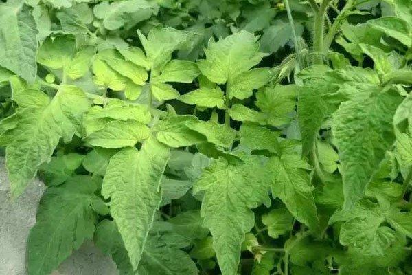 作物缺铁有什么症状？作物缺铁选铁肥的方法