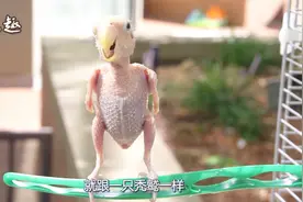 鹦鹉为什么会拔的“光秃秃”的？其中的原因你知道吗？视频封面