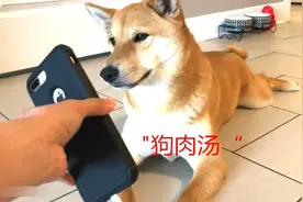 给柴柴听了“狗肉汤”做法之后……视频封面