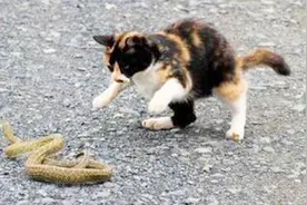 猫跟蛇打架谁厉害？看完真不敢相信猫能赢视频封面