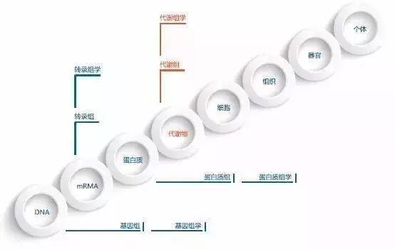 代谢组学——肿瘤研究的利器