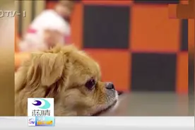 研究人员提醒养狗人士警惕“犬流感”视频封面