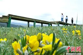 祁连山下康乐草原成避暑好去处 游客感受凉爽一“夏”图片