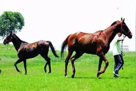 世界上最贵的马，秒速20米比汗血宝马还快，是全球最快的马