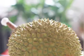 榴莲的生长全过程，太神奇了！真沒见过！视频封面