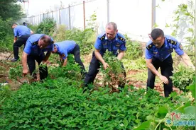 居民违规种植菜地 东湖城管当“拔草员”一律铲除图片