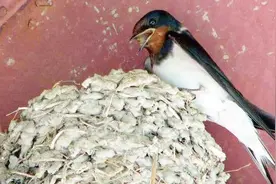 燕子经常在家里搭窝的寓意是什么？看完才知道为什么不能赶走它视频封面