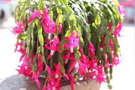 这2种花最适合养在家里，夜晚释放氧气，让你不失眠睡的香！视频封面
