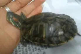 乌龟也咬人，打死还不松口，只需简单的一个动作立刻松口！视频封面