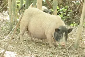 农村养殖“宠物猪”！60元一斤的猪肉，销路一点也不愁！视频封面