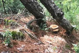 小伙在一棵松树下发现3朵野生菌，竟然没人要，走近一看就知原因视频封面