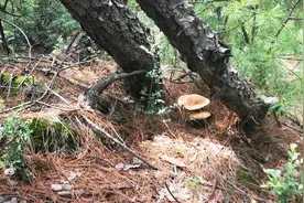 小伙在一棵松树下发现3朵野生菌，竟然没人要，走近一看就知原因视频封面