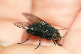 家中苍蝇多怎么办？教你自制灭蝇水，一个夏天都见不到苍蝇