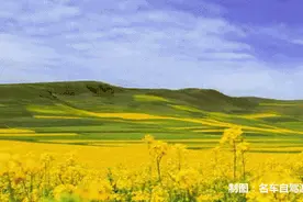 惊艳全国！青海油菜花观赏地图！铺天盖地美到爆……图片