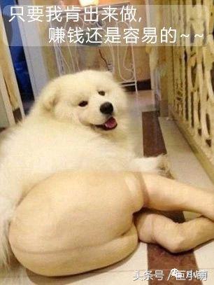 真正的“共享宠物”,让萌宠自己赚大钱