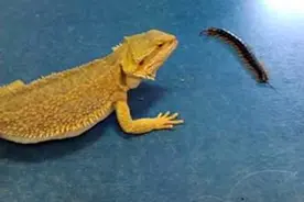 喂蜥蜴吃蜈蚣，蜥蜴一开始是蒙圈的！视频封面