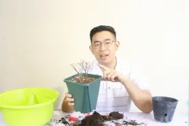 花艺师教你：拯救杜鹃花，叶片大面积枯萎，尝试最后的挽救