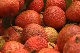 夏日吃荔枝要谨慎！男童吃冰荔枝后上吐下泻 结果竟患上胃肠炎