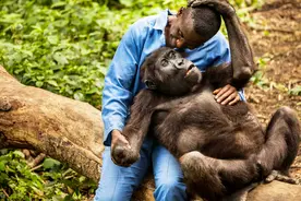非洲大猩猩爱撒娇饲养员，抱腿，捶小胸胸都不在话下！画面辣眼睛