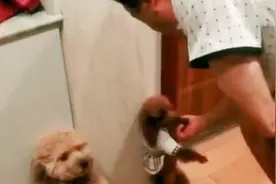 泰迪因为站不稳被主人扇耳光，本以为身旁的狗狗能当靠山，结果……视频封面