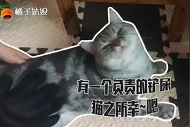 受不了猫咪老是掉毛？一个神器搞定，猫咪变得干干净净，舒舒服服视频封面