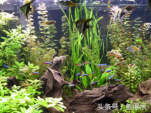 水族箱植物：底物和补充剂
