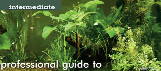 水族箱植物：底物和补充剂