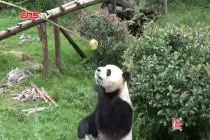 “大熊猫厨房”亮相云南 揭开国宝餐桌上的秘密视频封面
