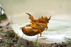 为什么刚逮的知了猴要拿水泡？这就是答案！