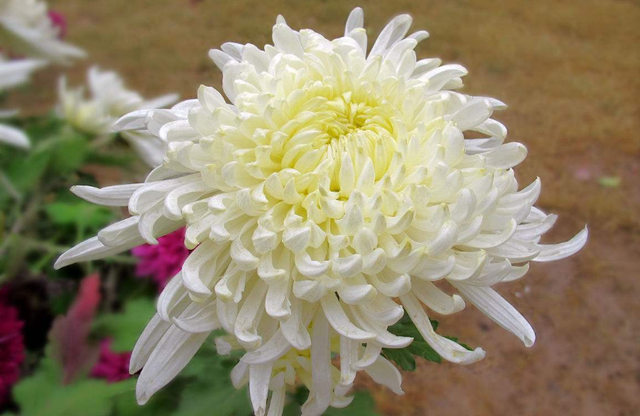 药食同源—菊花