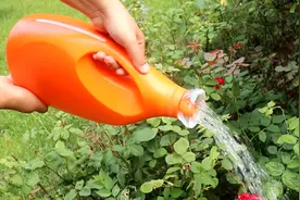 洗衣液空瓶真的不能扔！简单2步秒变浇花神器，比花钱买的都要棒视频封面