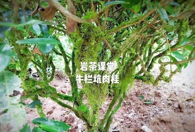为什么武夷岩茶中牛栏坑肉桂广受追捧？花三分钟就知道了！
