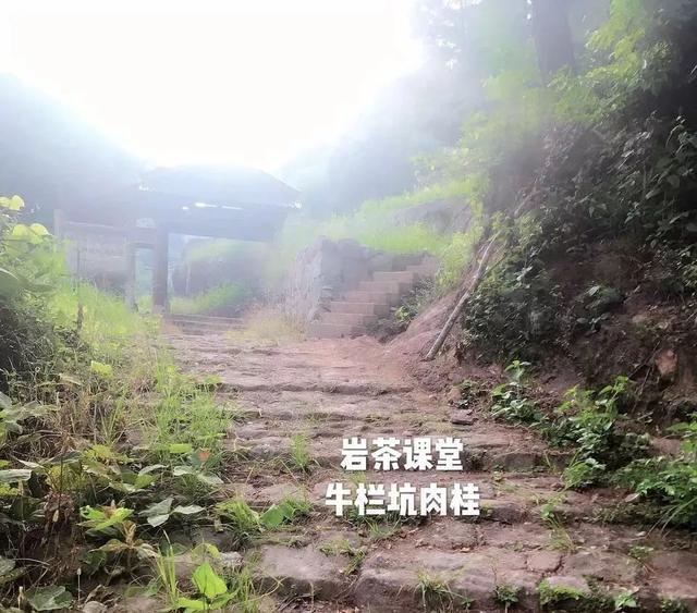 为什么武夷岩茶中牛栏坑肉桂广受追捧？花三分钟就知道了！