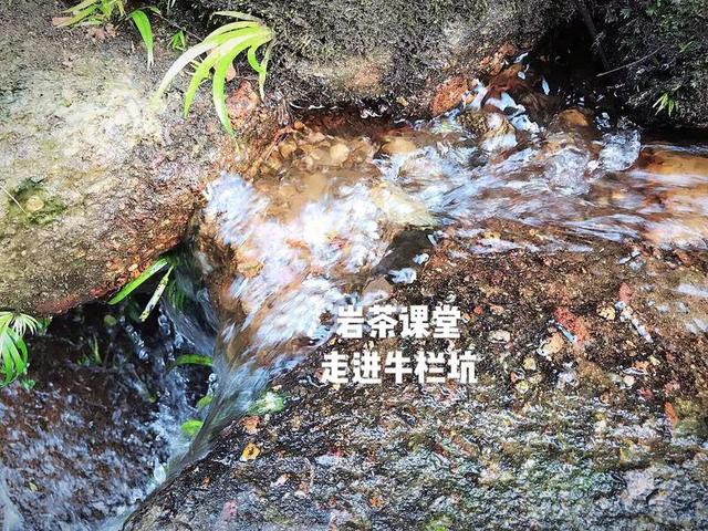 为什么武夷岩茶中牛栏坑肉桂广受追捧？花三分钟就知道了！