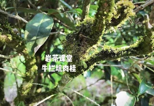 为什么武夷岩茶中牛栏坑肉桂广受追捧？花三分钟就知道了！
