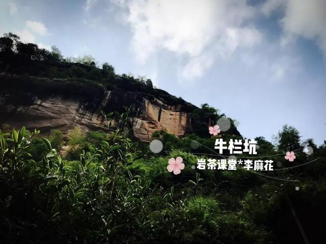 为什么武夷岩茶中牛栏坑肉桂广受追捧？花三分钟就知道了！