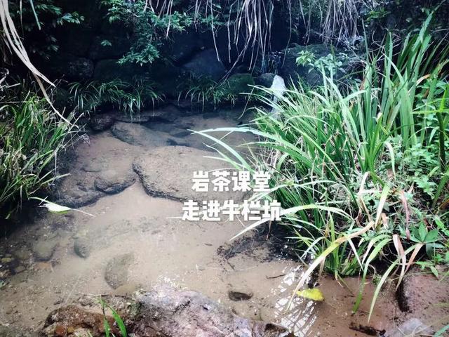 为什么武夷岩茶中牛栏坑肉桂广受追捧？花三分钟就知道了！