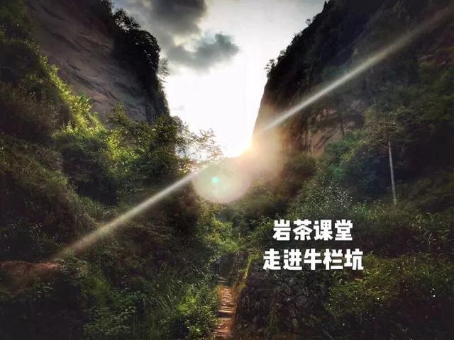 为什么武夷岩茶中牛栏坑肉桂广受追捧？花三分钟就知道了！
