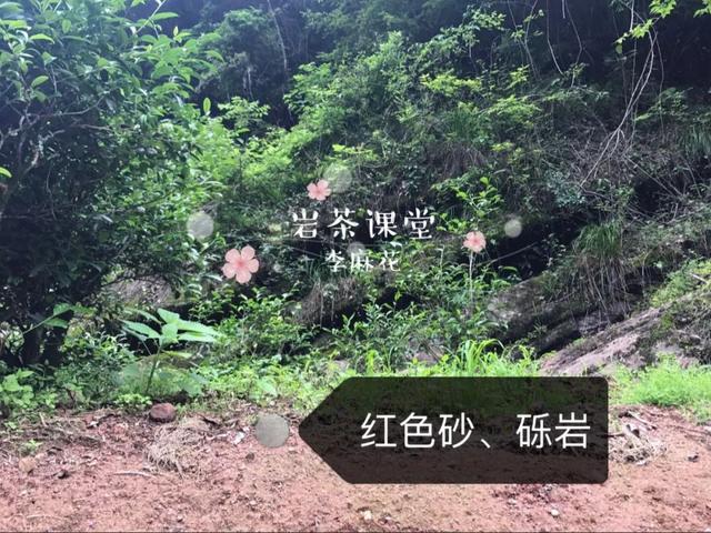 为什么武夷岩茶中牛栏坑肉桂广受追捧？花三分钟就知道了！