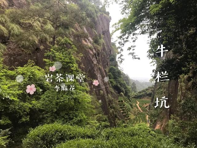 为什么武夷岩茶中牛栏坑肉桂广受追捧？花三分钟就知道了！