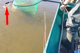 钓到巨型哲罗鲑鱼嘴还挂把钳子，谁能告诉我这条鱼经历了什么视频封面