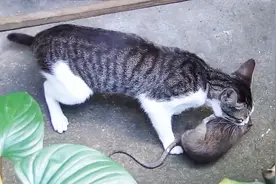 猫咪抓到一只又大又肥的老鼠，这才是真正的捕鼠精英视频封面