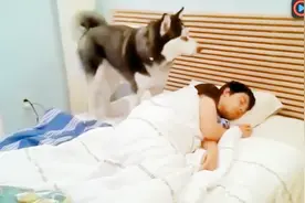 狗狗叫主人起床视频封面