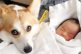 柯基第一次见到初生婴儿是什么反应？暖哭了！
