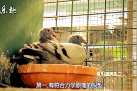 快速鸽的鉴定标准，来看看是不是这个道理视频封面